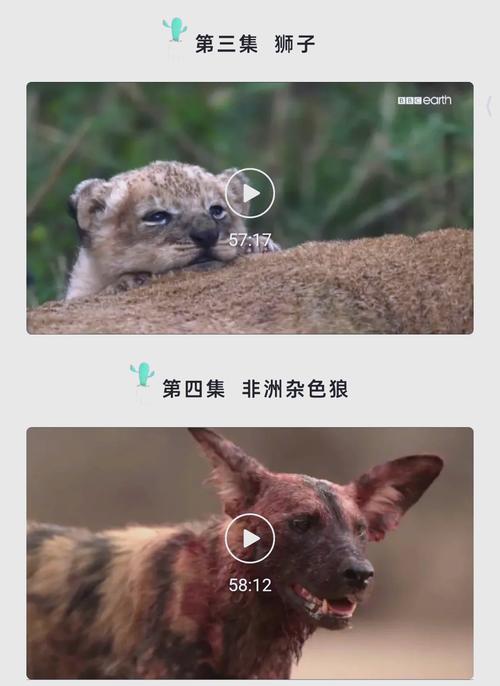 野猫影院的相关介绍