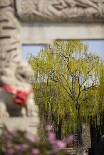 扁豆影院.www的相关介绍